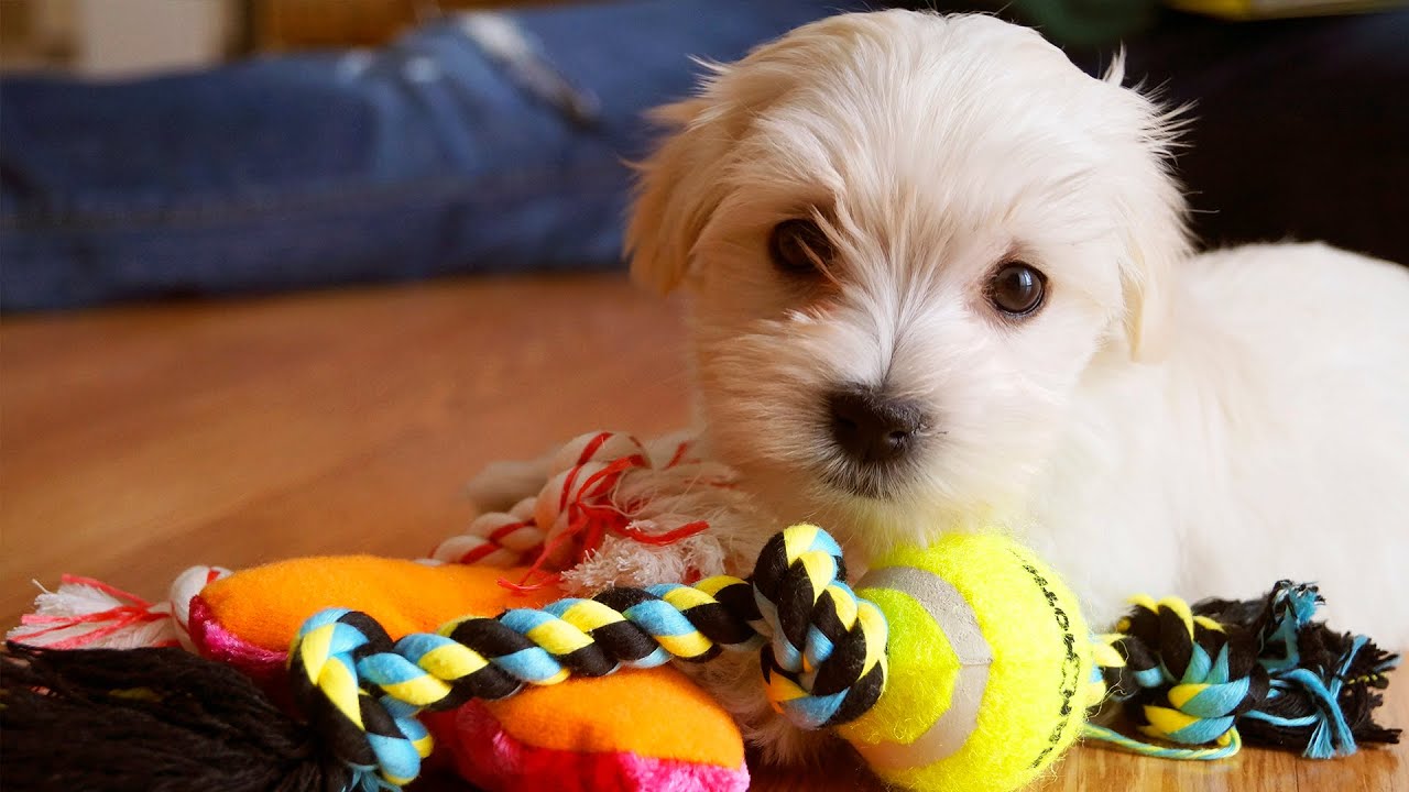 Cum alegi jucăria potrivită: trei întrebări înainte de orice achiziție