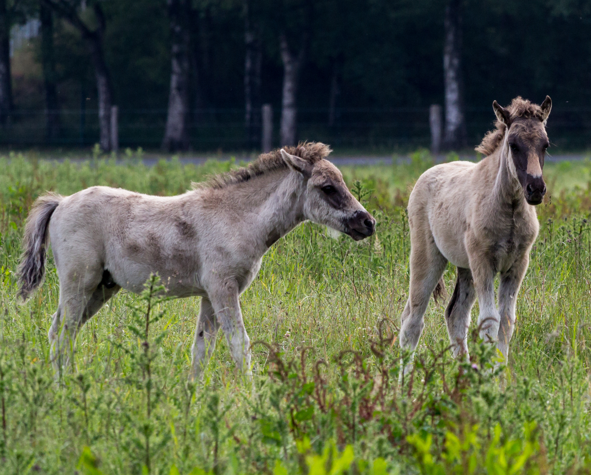 Analiza Detaliată a Fiecărui Mouse